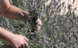 Tıbbi ve aromatik bitkilerin önemi ele alındı