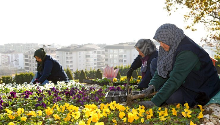 300 bin kış çiçeği toprakla buluşuyor