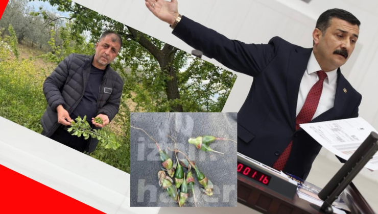 Türkoğlu, üreticiyi perişan eden don afetini TBMM gündemine taşıdı
