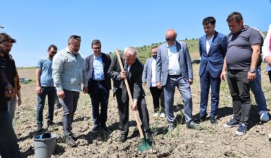 Atıl araziler zeytinlikle buluştu: Nilüfer Belediyesi üretimi teşvik ediyor