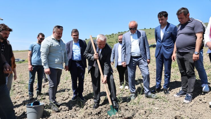 Atıl araziler zeytinlikle buluştu: Nilüfer Belediyesi üretimi teşvik ediyor
