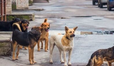 AYM sahipsiz hayvan düzenlemesini onadı
