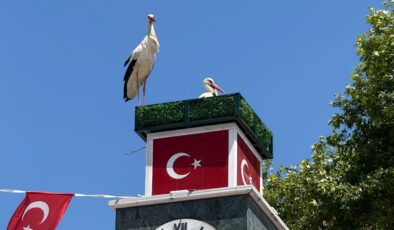 İznik’te leyleklere özel yuva: Can ve Canan geri döndü