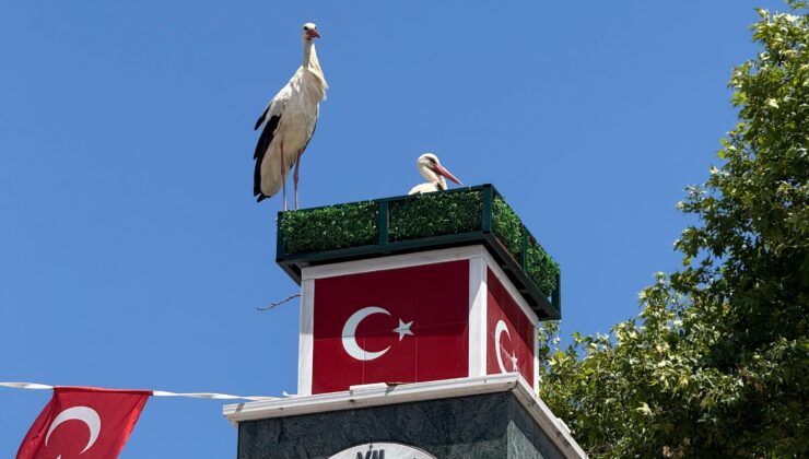 İznik’te leyleklere özel yuva: Can ve Canan geri döndü