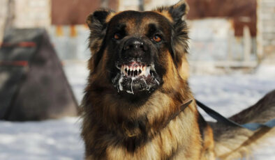 Samandağ’da başıboş köpekte kuduz çıktı: Aşılama başlatıldı