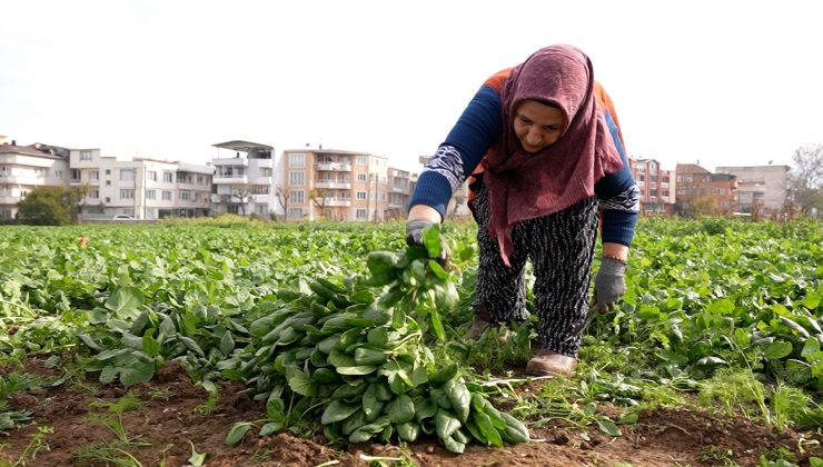 Osmangazi’de ata tohumlarıyla ilaçsız tarım ürünleri hasat edildi