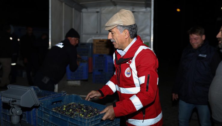 Gemlik’te yağlık zeytin alımları Umurbey’de devam etti