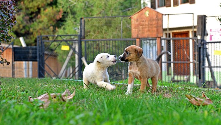 Osmangazi Belediyesi’nden sokak hayvanlarına şefkat eli