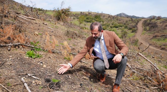 Yanan ormanlık alanlar yeniden hayat buluyor