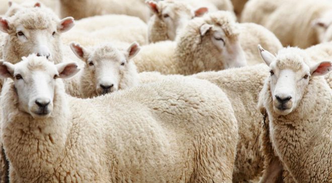 Diyanet 2026 vekaletle kurban bedellerini açıkladı