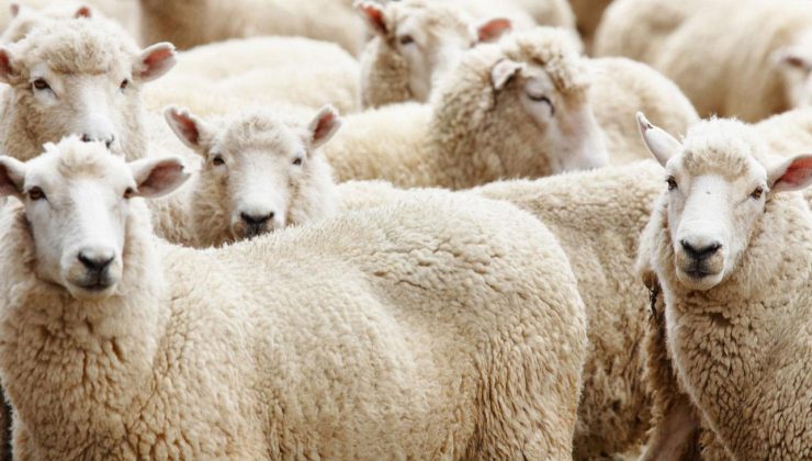 Diyanet 2026 vekaletle kurban bedellerini açıkladı