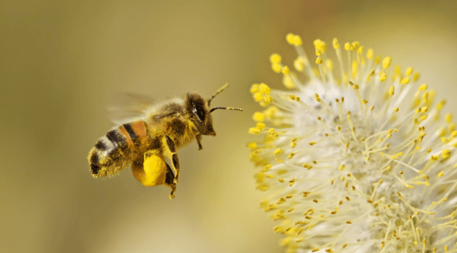 Uzmanlar uyardı: Polenlere karşı tedbir alın