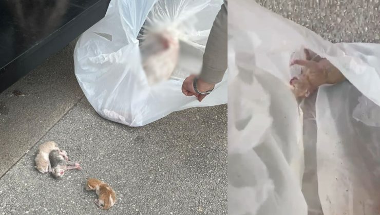 Bursa’da dehşet: Yavru kediler 4. kattan atıldı