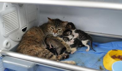 Fedakâr anne kedi görenleri duygulandırdı