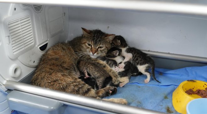 Fedakâr anne kedi görenleri duygulandırdı