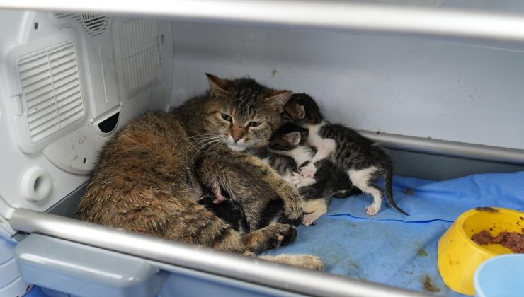 Fedakâr anne kedi görenleri duygulandırdı