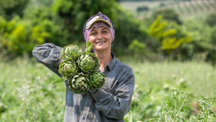 Mustafakemalpaşa’da enginar hasadı başladı