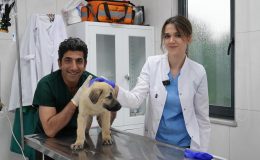 Gürsu’da sokak hayvanlarına şefkat eli