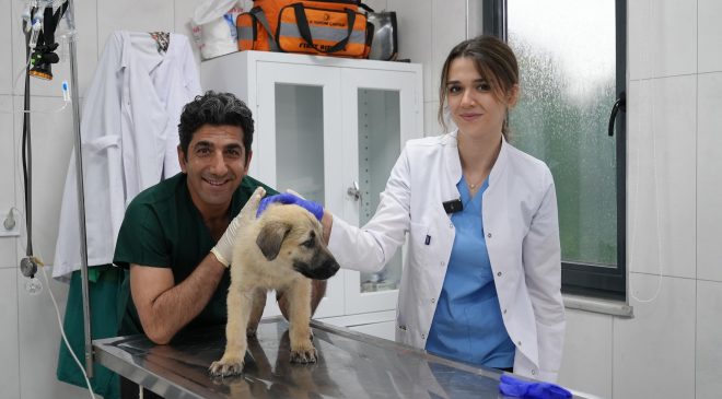 Gürsu’da sokak hayvanlarına şefkat eli
