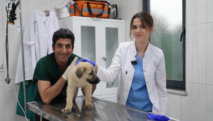 Gürsu’da sokak hayvanlarına şefkat eli