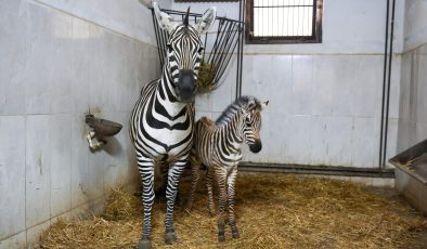 Türkiye’nin en büyük zebra sürüsünde doğum heyecanı