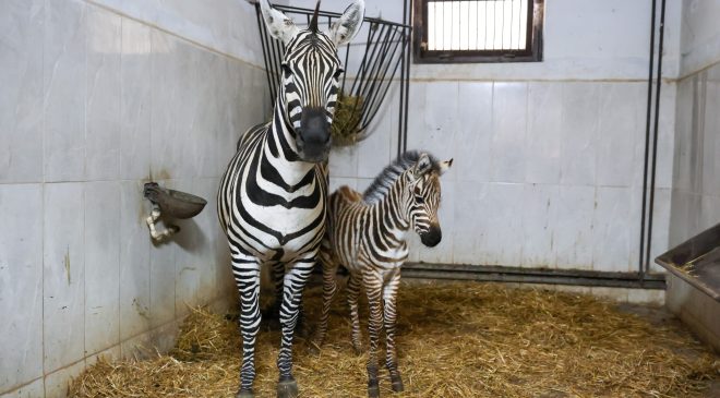 Türkiye’nin en büyük zebra sürüsünde doğum heyecanı