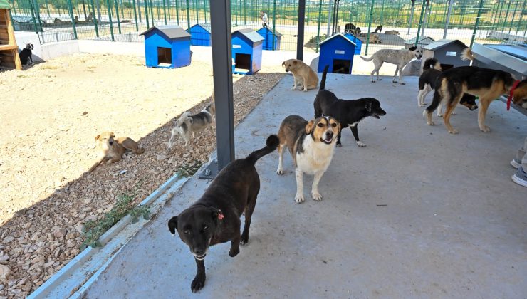 Sokak hayvanları için dev proje adım adım tamamlanıyor