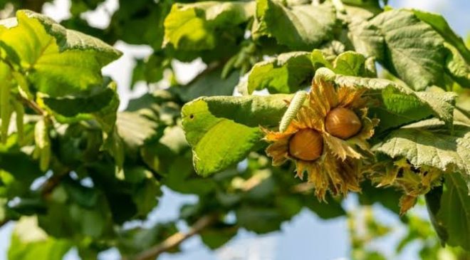 Türk fındığı ihracatta gelir rekoruna koşuyor