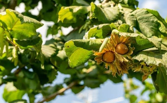 Türk fındığı ihracatta gelir rekoruna koşuyor