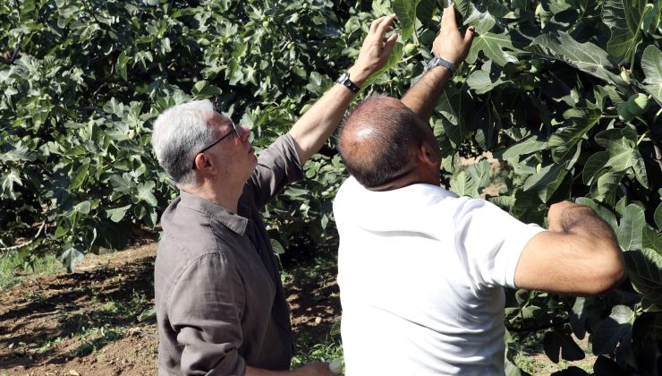 Mudanya’nın incirinde hasat heyecanı
