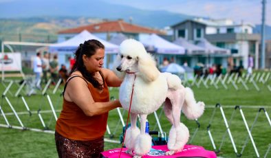 Gemlik’te ulusal köpek yarışması
