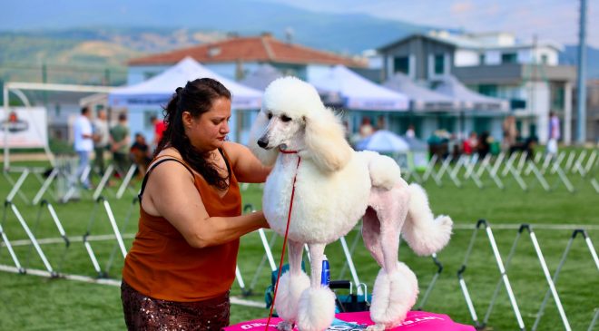 Gemlik’te ulusal köpek yarışması