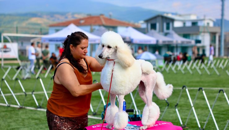 Gemlik’te ulusal köpek yarışması