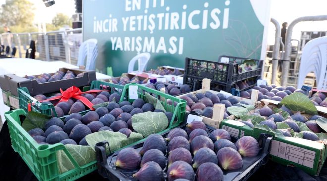 İncirin bereketi festivale taşınıyor