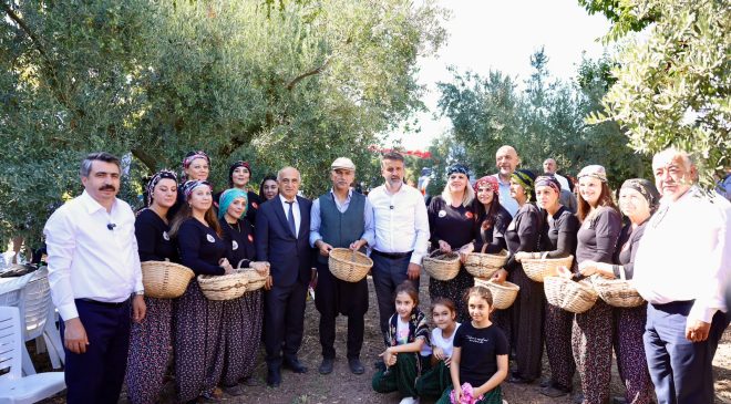 Gemlik’te zeytin bahçelerinde hasat heyecanı
