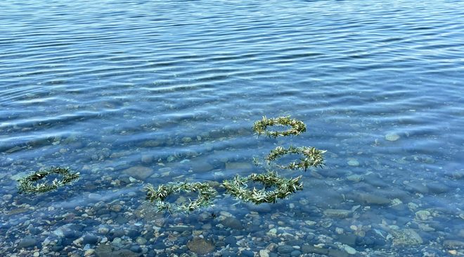 Mudanya’dan denize barış mesajı